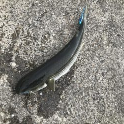 アジ、さばサイズアップ