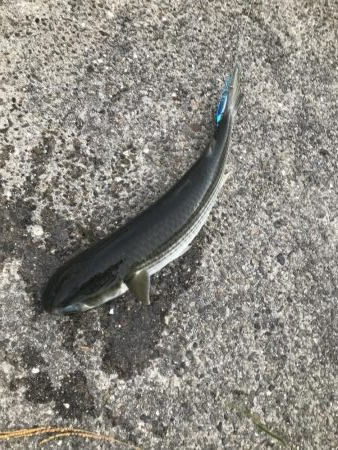 アジ、さばサイズアップ