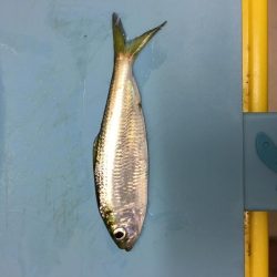 夕暮れの鯖とサッパ