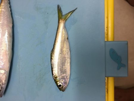 夕暮れの鯖とサッパ