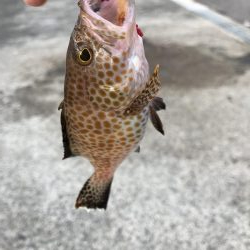 何とかかんとか