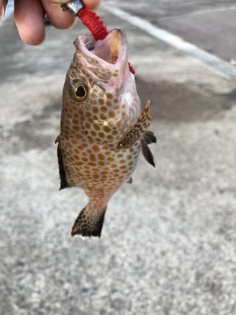 何とかかんとか