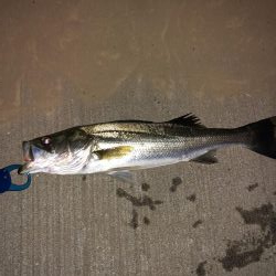 久々のシーバス