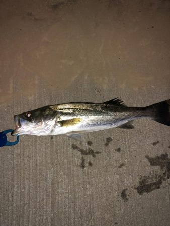 久々のシーバス