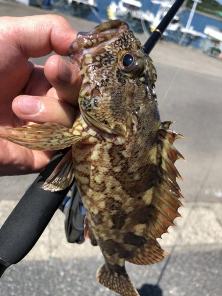 チニング、ライトゲーム