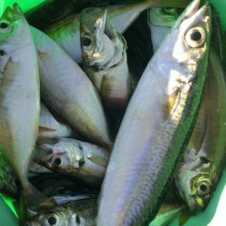 ジグサビキ爆発