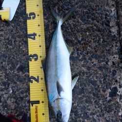 久々に実家で釣り2