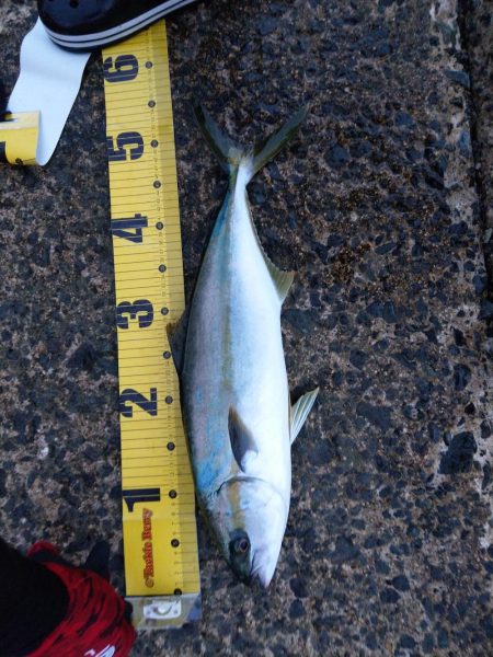 久々に実家で釣り2