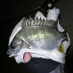 南港フェリーのヘチ釣り （小キビレと小ガシラ釣果だけっす。。）