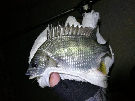 南港フェリーのヘチ釣り （小キビレと小ガシラ釣果だけっす。。）