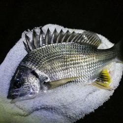 南港フェリーヘチ釣り (小キビレと小ガシラ釣果ぐらい。。)