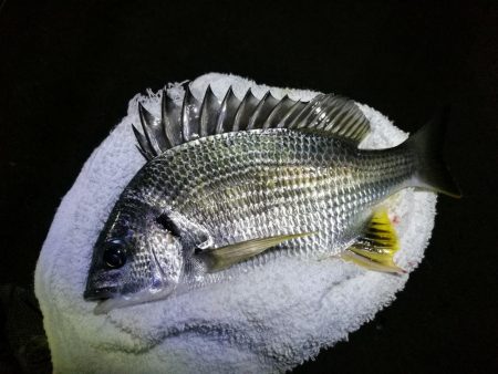 南港フェリーヘチ釣り (小キビレと小ガシラ釣果ぐらい。。)