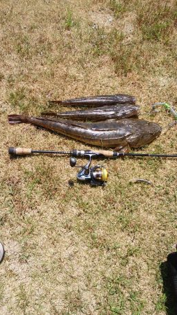 マゴチハンティング