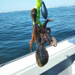 明石で鯛ラバ、ジギング、タコ!