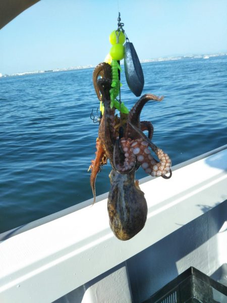 明石で鯛ラバ、ジギング、タコ!