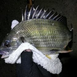 南港フェリーヘチ釣り (小真チヌ、小キビレとガシラ釣果