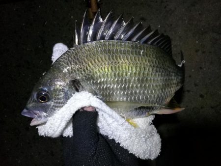 南港フェリーヘチ釣り (小真チヌ、小キビレとガシラ釣果