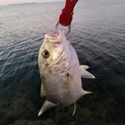 早朝3バイトでギンガメアジ、ワンヒット