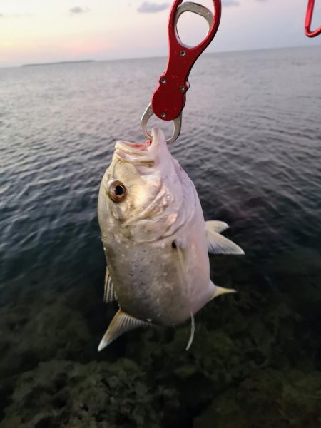 早朝3バイトでギンガメアジ、ワンヒット