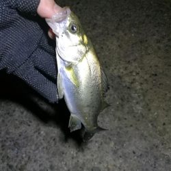 南港カモメ大橋ヘチ釣行 （真チヌ47ｃｍ！ 釣果とその他）