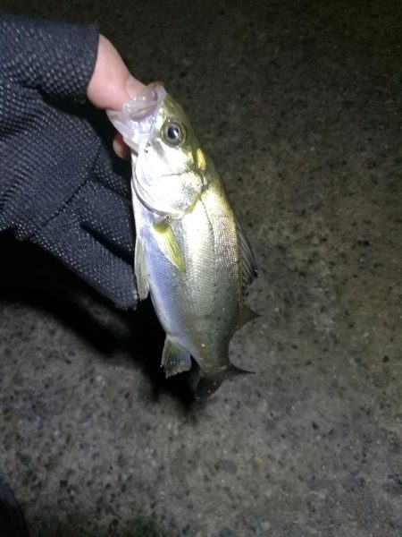 南港カモメ大橋ヘチ釣行 （真チヌ47ｃｍ！ 釣果とその他）