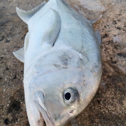 自作ポッパーでロウニンアジ