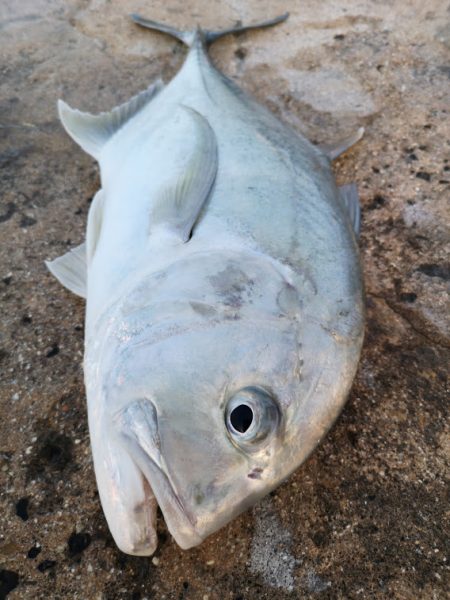 自作ポッパーでロウニンアジ