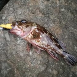 ロックフィッシュからのキス釣り