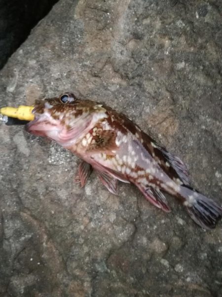 ロックフィッシュからのキス釣り