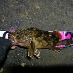 南港フェリーヘチ釣り （キビレとガシラ釣果）