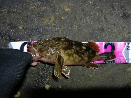 南港フェリーヘチ釣り （キビレとガシラ釣果）