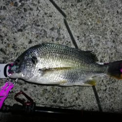 南港フェリーヘチ釣り (真チヌ44cm,キビレ44cm,43cmとガシラ21cm釣果有り)