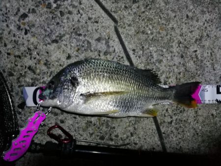 南港フェリーヘチ釣り (真チヌ44cm,キビレ44cm,43cmとガシラ21cm釣果有り)