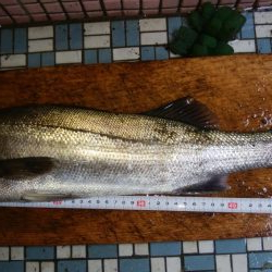 トップウォーター！