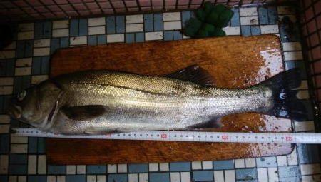 トップウォーター！