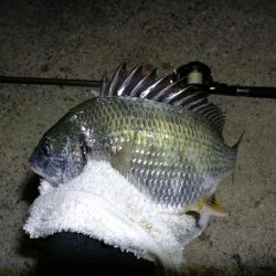 南港フェリーヘチ釣り （キビレ39cm、小真チヌとガシラ釣果）