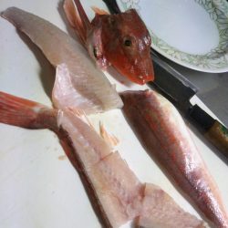 松山沖で鯛ラバ苦戦