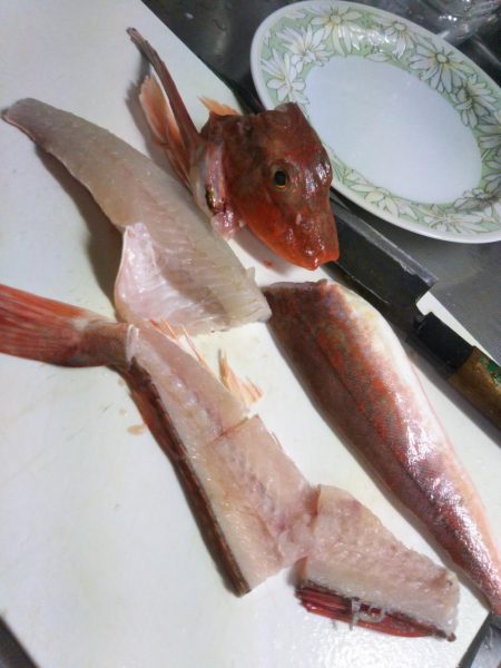 松山沖で鯛ラバ苦戦