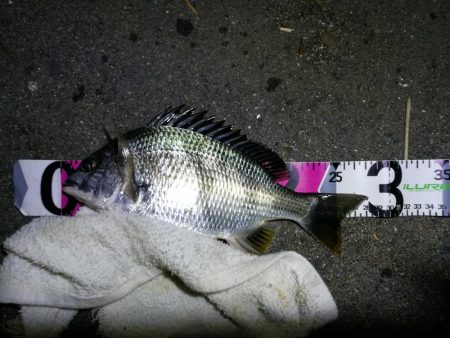 南港カモメ大橋ヘチ釣行 （小真チヌ、小メジ…