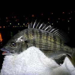 南港フェリーヘチ釣り （キビレ44cm、小真チヌ 釣果）