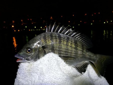 南港フェリーヘチ釣り （キビレ44cm、小真チヌ 釣果）