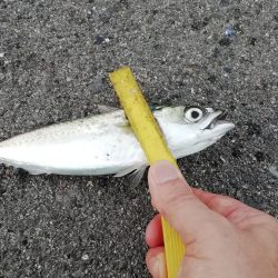 ショアジギング