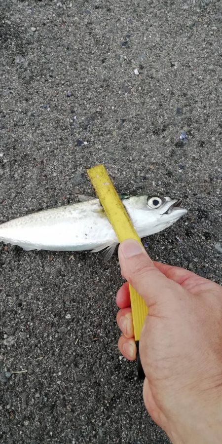 ショアジギング