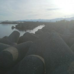 アオリイカ　確認しましたー