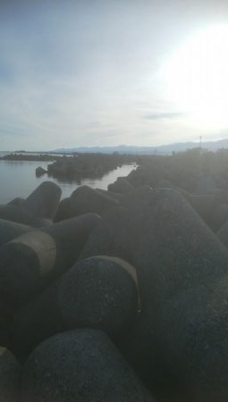 アオリイカ　確認しましたー