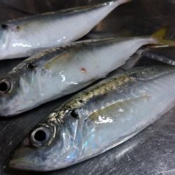 サビキVSアジング