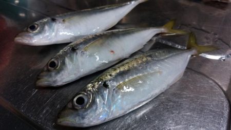 サビキVSアジング