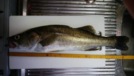 トップとボトム