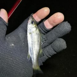 南港フェリーヘチ釣り （渋い！小キビレ、根魚釣果）