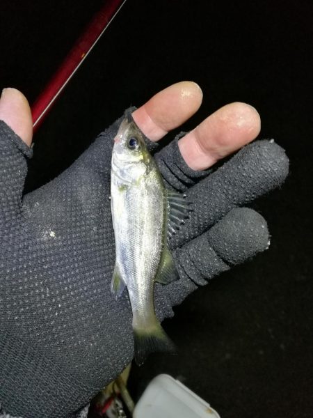 南港フェリーヘチ釣り （渋い！小キビレ、根魚釣果）